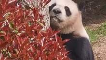 网友在青岛动物园，偶遇“社恐”大熊猫贝贝。它全程躲在树后，看起来弱小无助。