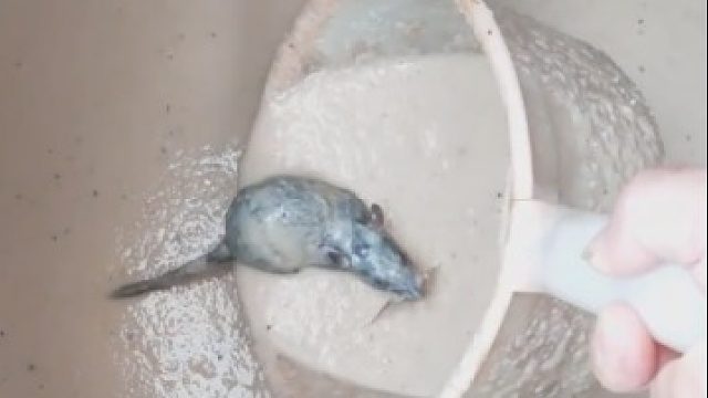 古话说的一点都没错，一颗老鼠屎坏了一锅粥