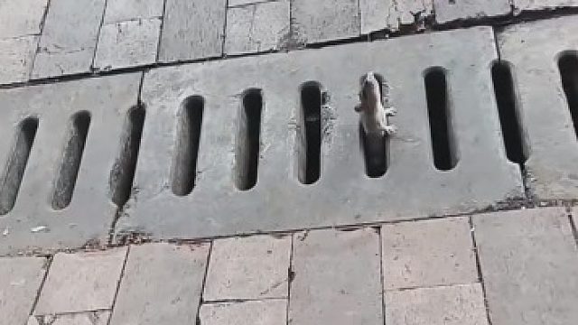 这种地方居然能连竿