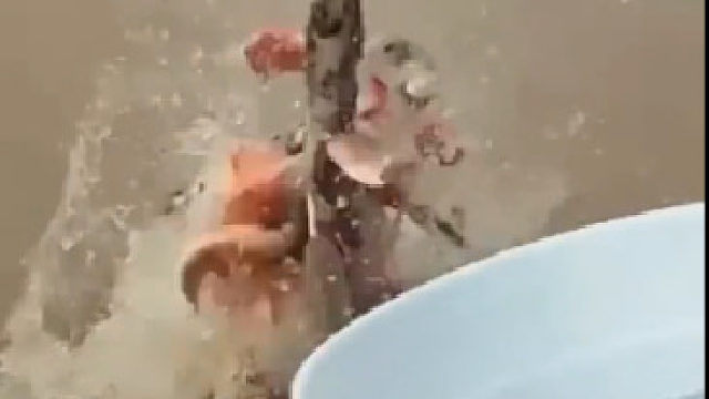 食人鱼还是干不过食鱼人