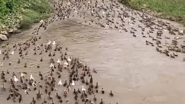 门前大桥下，有过一群鸭
大家快来数一数，二四六七八