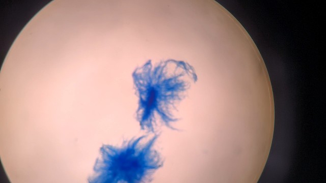 猜猜这是什么？