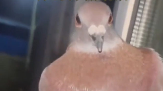 赛鸽误飞数百里被主人抛弃 好心女子收留