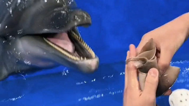 海豚： 淄博的味道 太好吃了