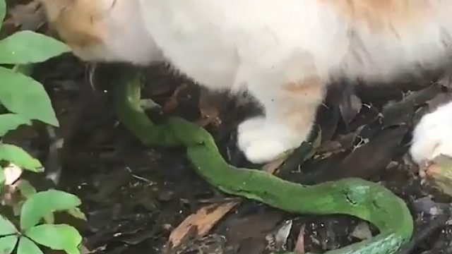 蛇：内心毫无波澜，甚至还有点困了