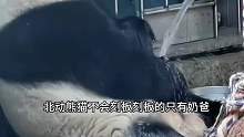 北京动物园的奶爸究竟有多难，看奶爸们的表情就知道了，都被熊猫拿捏着