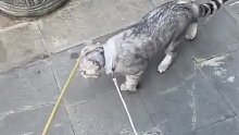 遛猫途中猫咪不肯走，主人拿出棍子瞬间老实