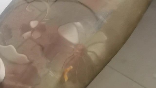 这是我画的，第一个世界名画