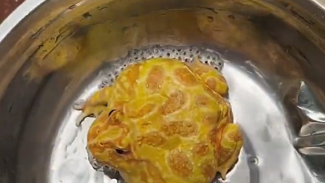 颜色越鲜艳越有毒？