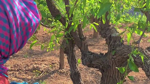 挑战回村种植一年冬枣树