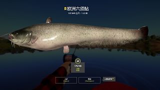 再接再厲，深水快起小星豬，豬真乖。