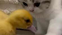 当小鸭子把小猫的爪子当食物时