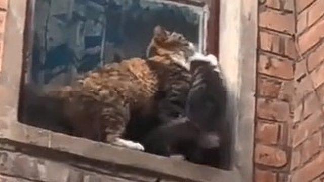 小猫掉了下来，猫妈历经艰难，也要把宝宝叼上去。看得我都要得心脏病了