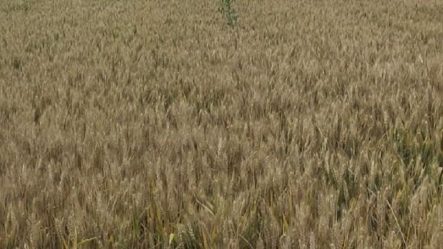 再有两三天就可以收割了，我们这边的小麦还可以