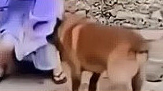 动物反常必有原因