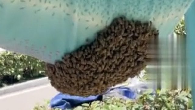 蜜蜂在被子里安家！！！