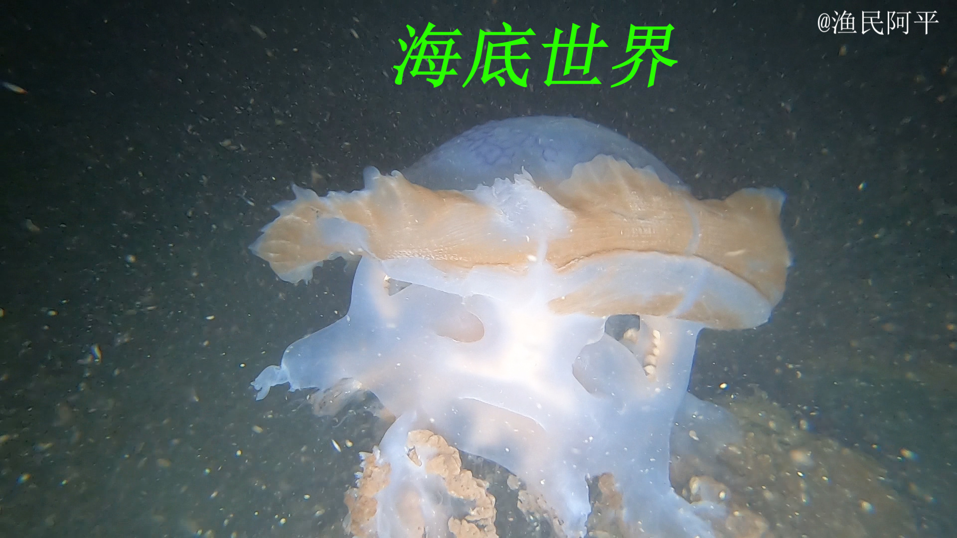 水底下赶海就是不一样的体验，遇到的海货总是那么的神奇和有趣