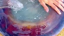 水母為什么變成藍色？