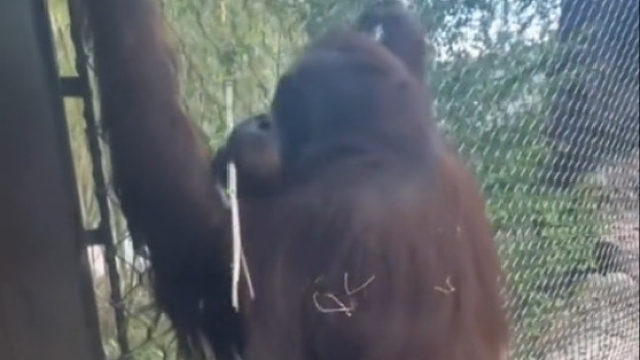 猩猩：你怎么比我还要笨