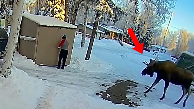 男人因为一个动作，恰好躲开驼鹿，这心理素质可真好！