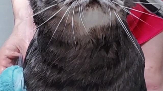 卑微打工人上线