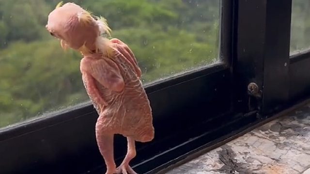 虽然失去了羽毛，但它还是挺可爱的[憧憬]