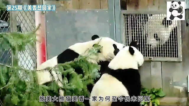 美香快回国！”中国人正盼着这位“中国姑娘”早日归国