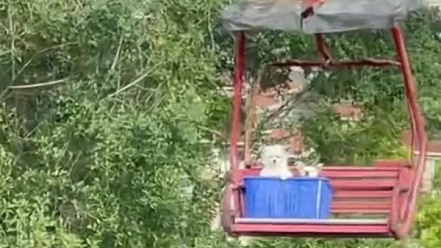 游客拍到狗子独自坐索道，原来狗子是工作人员的 每天这么上下班，小狗：别担心 本汪天天坐