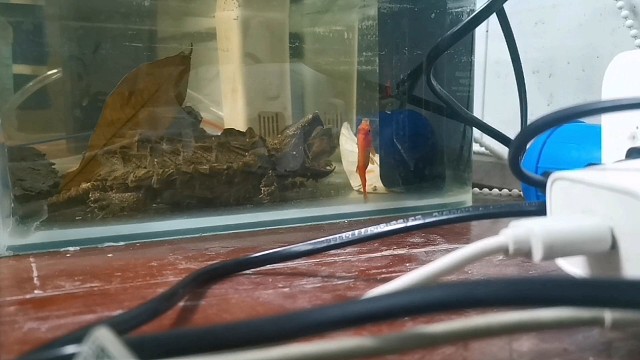 大鳄捕食珍贵视频。