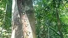 蟒蛇是这么爬树的？