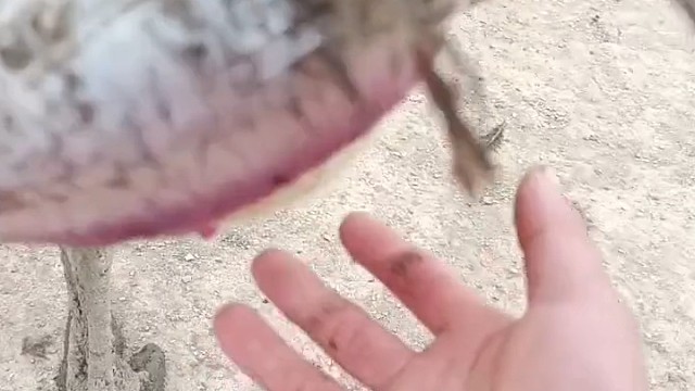 鸵鸟：不大你生个试试