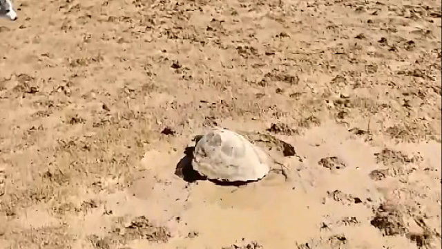 退潮后被困在岸上的一只海龟，再暴晒几天可能就没命了