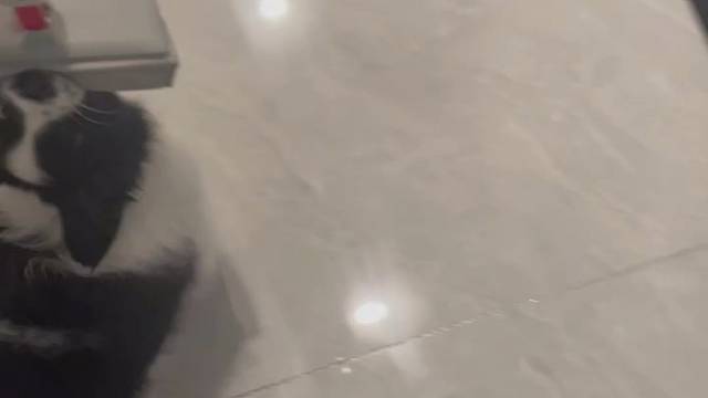 会吃拖把的边牧