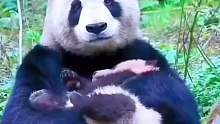 原来大熊猫妈妈带娃和人是一样一样滴