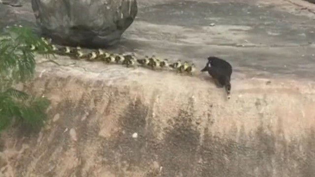 鸭妈妈：孩子们别怕有妈在呢