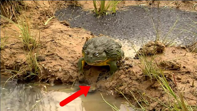 泥坑中，上万只小蝌蚪即将被晒死，牛蛙妈妈的举动让人意想不到！