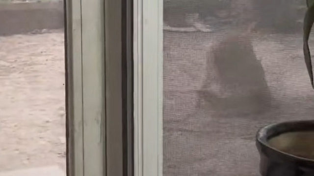 小狗的被子保卫战