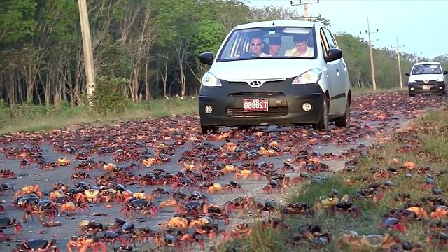 螃蟹泛滥成灾，人们不但不吃，反而将其好好保护起来！