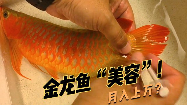给金龙鱼“开眼角”，每次收费至少上万元