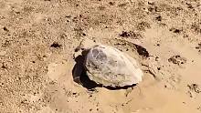 退潮后被困在岸上的一只海龟，再暴晒几天可能就没命了