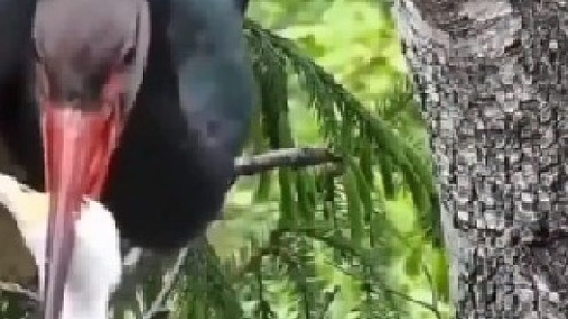 啄死一只自己的孩子减轻压力