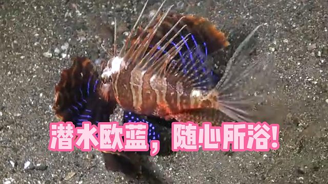 潜水欧蓝，随心所浴!