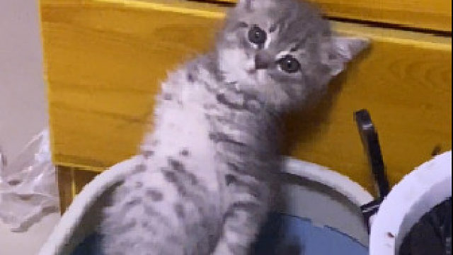 第一次见拉粑粑给自己拉晕倒的小猫咪