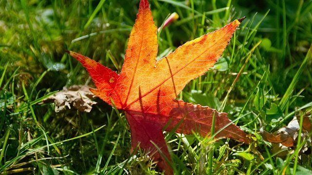 感谢清风老板的大火锅吼开饭喽开饭喽许久不见回来喽起飞飞