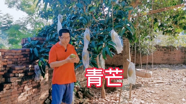 芒果还未成熟就可以吃的，不会酸嘎嘎脆，这个品种就是好