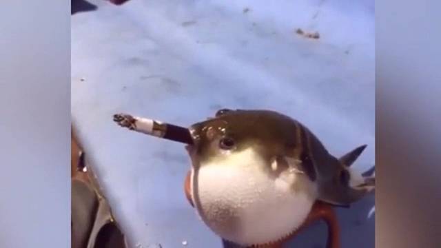 男子异想天开，竟把一根香烟放进河豚嘴里