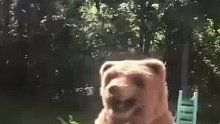 黑熊这辈子也走不出阴影了！