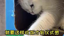 养这么能折腾的猫，我真的拴Q