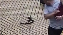 惊险！大蛇跳跃偷袭过路男子