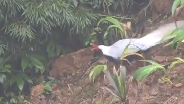 发现一只牢底坐穿兽，好漂亮的鸡